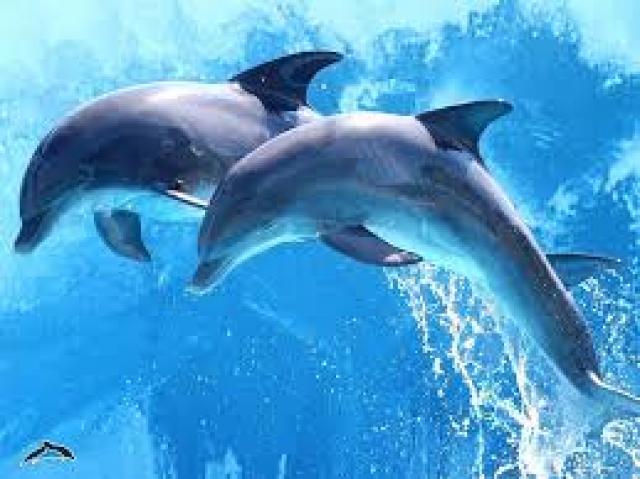 Opriți masacrul delfinilor