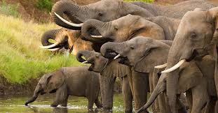 Începe cursa pentru salvarea elefanților 